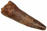 Fossil Spinosaurus Tooth - Real Dinosaur Tooth #344621-1